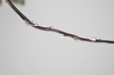 Frozen tree branches 8